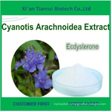 Cyanotis Arachnoidea Экдизона Экстракт Cyanotis Экдизона, Экдизона